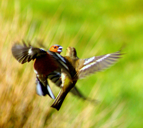 Pentax K100D.Auto Mode,ISO 400,70-210mm Lens.Chaffinch Duel In The Sun.