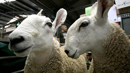 Photograph of a sheep