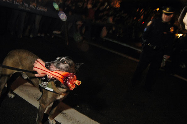 A dog with a fake forearm in its mouth on Halloween night in New York City