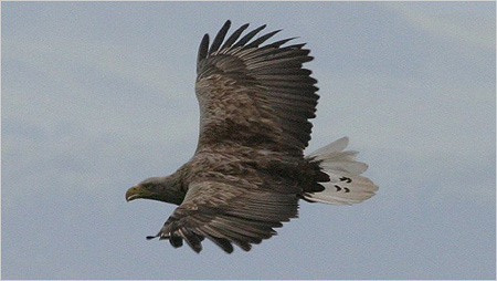 Sea Eagle c/o Iain Erskine