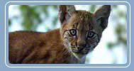 European Lynx