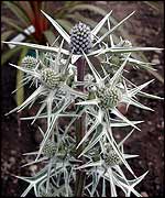 Sea holly