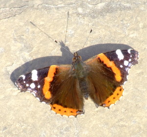butterfly painted lady