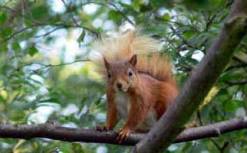 Red Squirrel