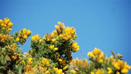 Gorse