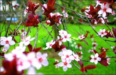 Blossom in a Norwich garden by Martin Barber
