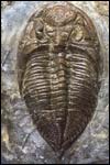 Fossilised exoskeleton of a Dalmanties trilobite