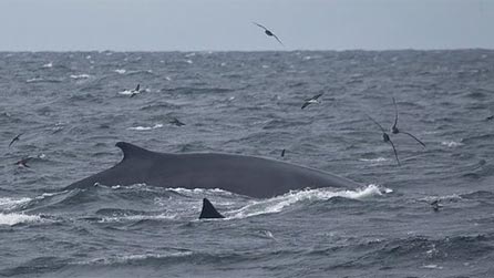 Fin whale off the Welsh coast. Image by Richard Crossen