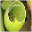 Peatlands (Image: Pitcher plant)