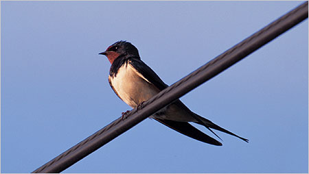 Swallow c/o rspb Chris Gomersall