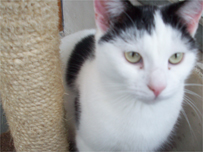 Jeannie the cat