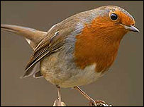 Robin, courtesy of RSPB, copyright of Ben Hall
