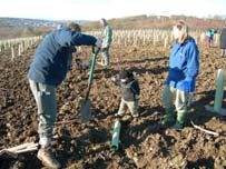 Planting trees