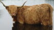 Highland cow