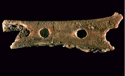 Could this be one of our earliest instruments, a bone flute?