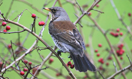 fieldfare_jillpakenham.jpg