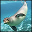 Foca