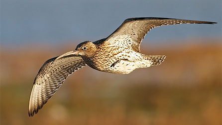 A curlew coming in to land in the River Dee by Ashley Cohen.