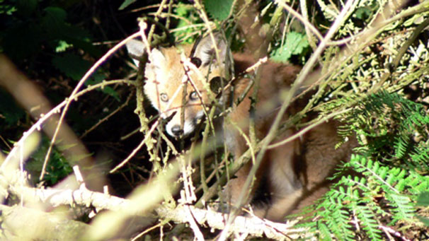 Ian Smart sent us this curious, but wary, young fox.