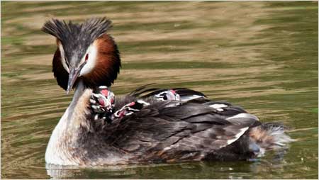 Great Crested Grebe with you on its back c/o Barry Crowley