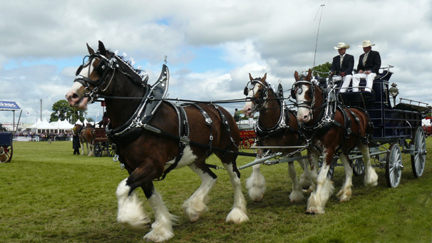 Clydesdales pull the Bedford unicorn carriage