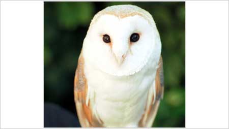 Barn Owl