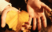 Leaf