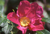 Rhosyn gwyllt gan Iola Ellis 