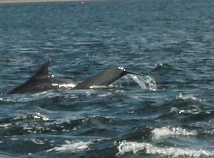 Dolphins