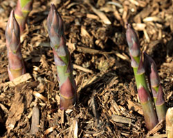 asparagus