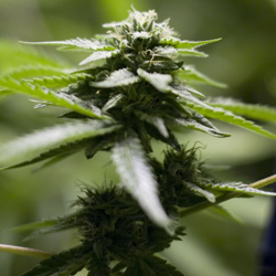 Cannabis: What's The Harm (cannabis plant)