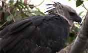 Harpy eagle