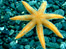 Starfish by Joanna Cooper