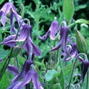 Clematis integrifolia, Clematis