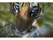 Tigre