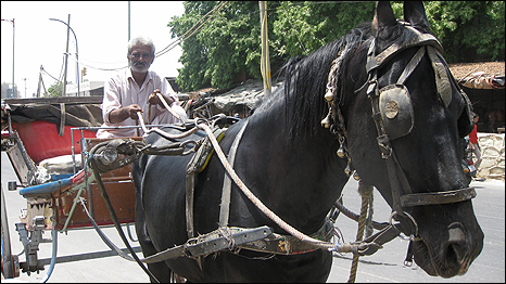Tonga-wallah in Delhi