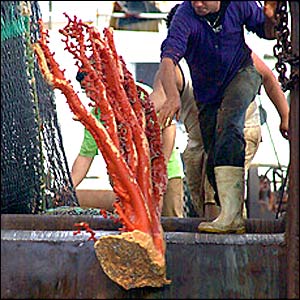 Coral thrown overboard