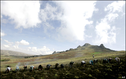 Campesinos trabajando