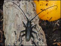 Capricorn Beetle