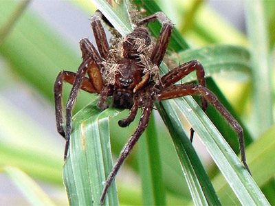 raft_spider1.jpg