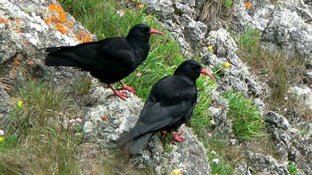 Choughs. Photo: Geoffrey Nicholas