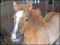 اِٹلی میں کلوننگ کے ذریعے پیدا ہونے والا گھوڑا