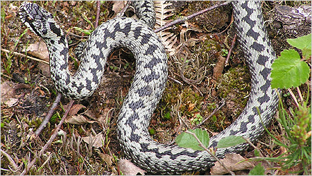 Male adder c/o Chris Gleed-Owen Herpetological Conservation Trust