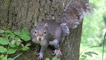 Grey squirrel