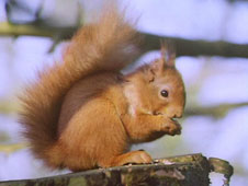 Red squirrel