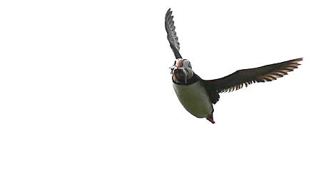 Puffin in flight c/o Mark Batey