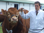 Cattle at the show in 2008