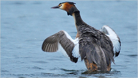 Great Crested Grebe c/o northeastwildlife.co.uk