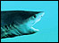 Damien Hirst's shark in formaldehyde