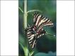 'Butterflies - Messages from Psyche', Philip Howse, Papadakis Publisher, London © Stratford-upon-Avon Butterfly Farm Ltd